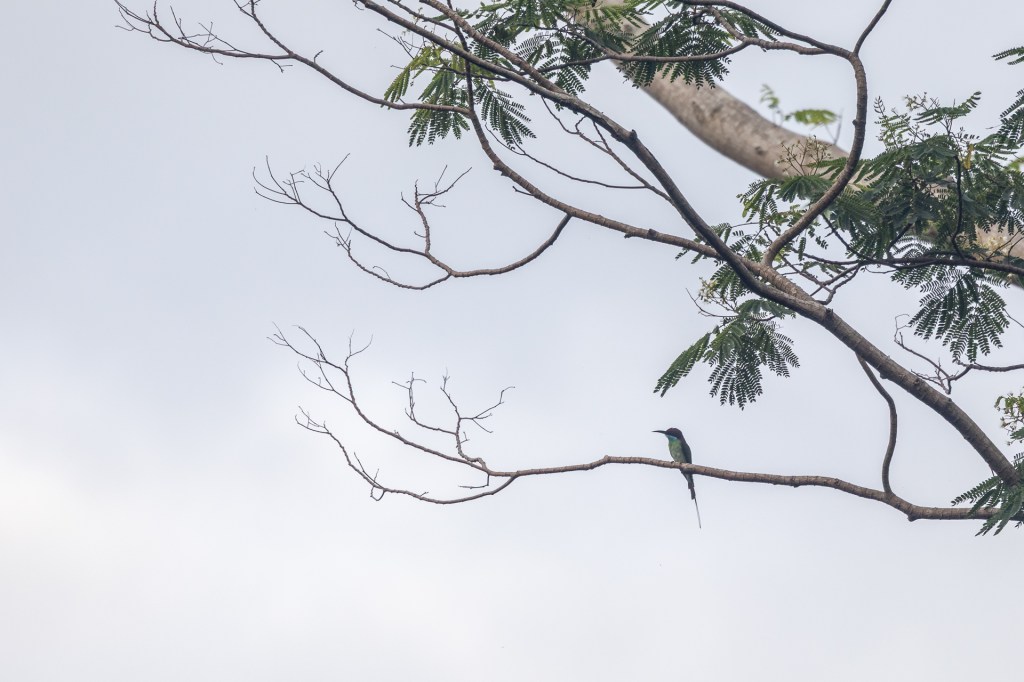 Blue-throated Bee-eater  at Singapore Quarry / Jalan Asas.