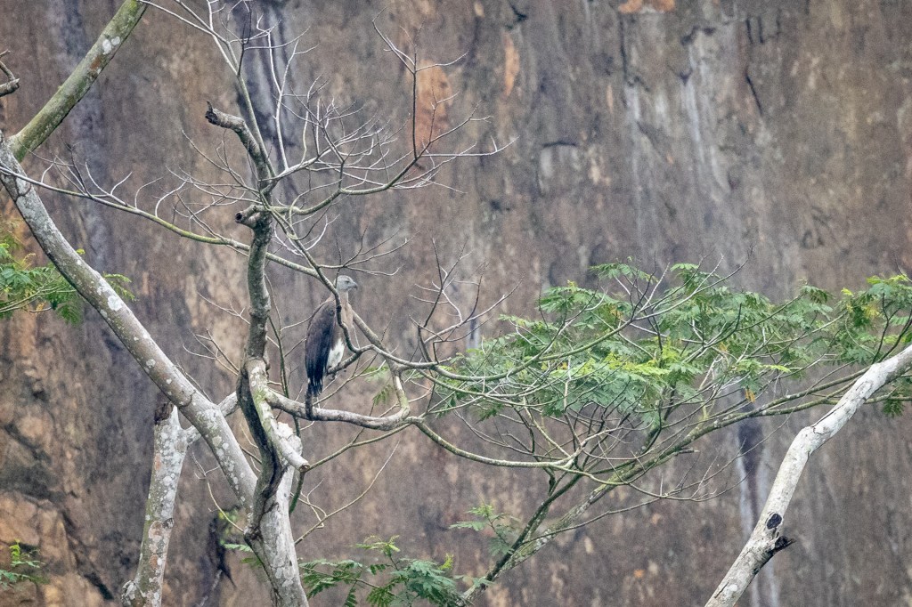 Gray-headed Fish Eagle  at Singapore Quarry / Jalan Asas.