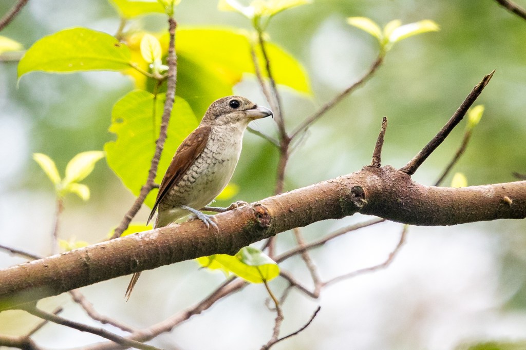 Tiger Shrike at Singapore Quarry / Jalan Asas.