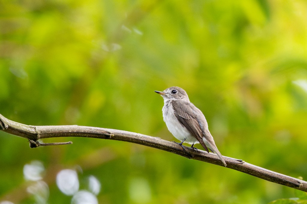 Asian Brown Flycatcher at Bukit Gombak Park, Singapore.