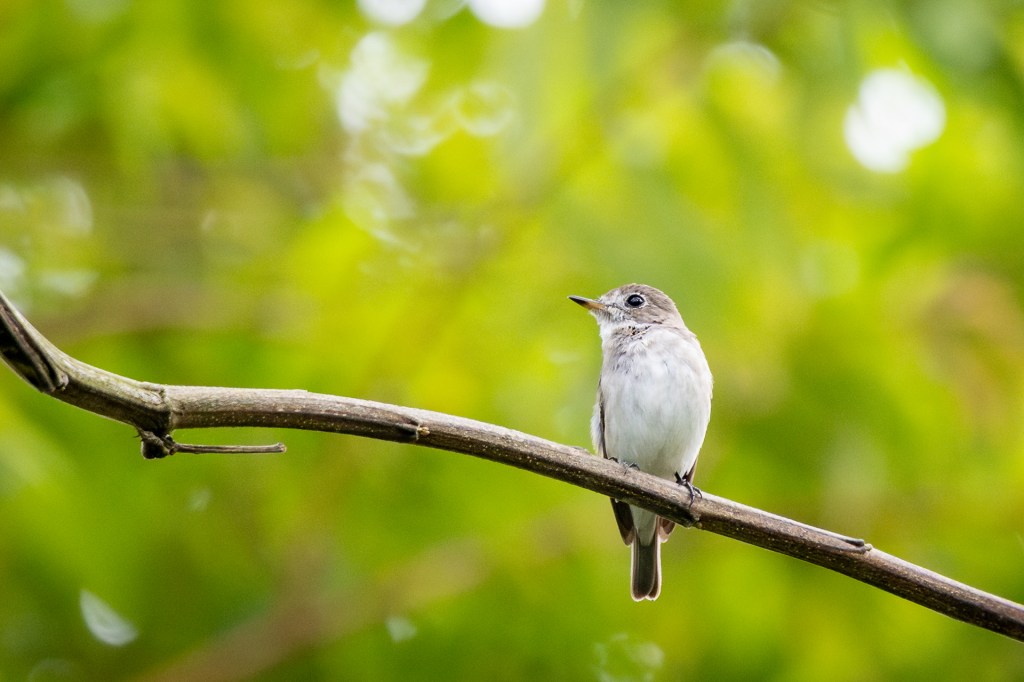 Asian Brown Flycatcher at Bukit Gombak Park, Singapore.