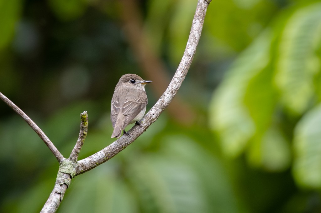 Asian Brown Flycatcher at Bukit Gombak Park, Singapore.