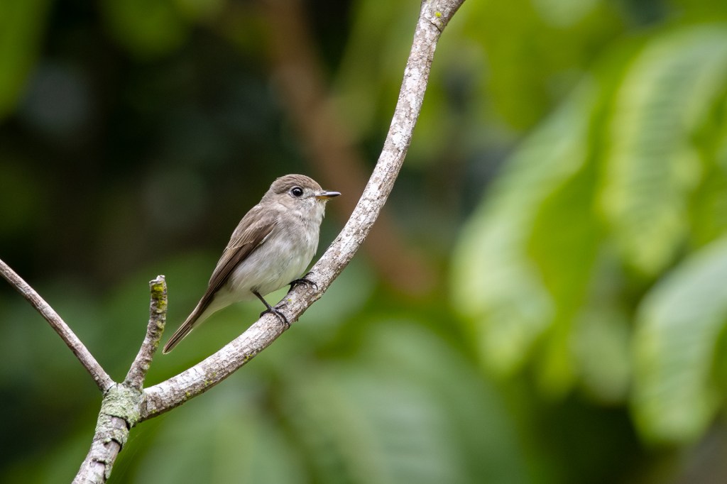 Asian Brown Flycatcher at Bukit Gombak Park, Singapore.