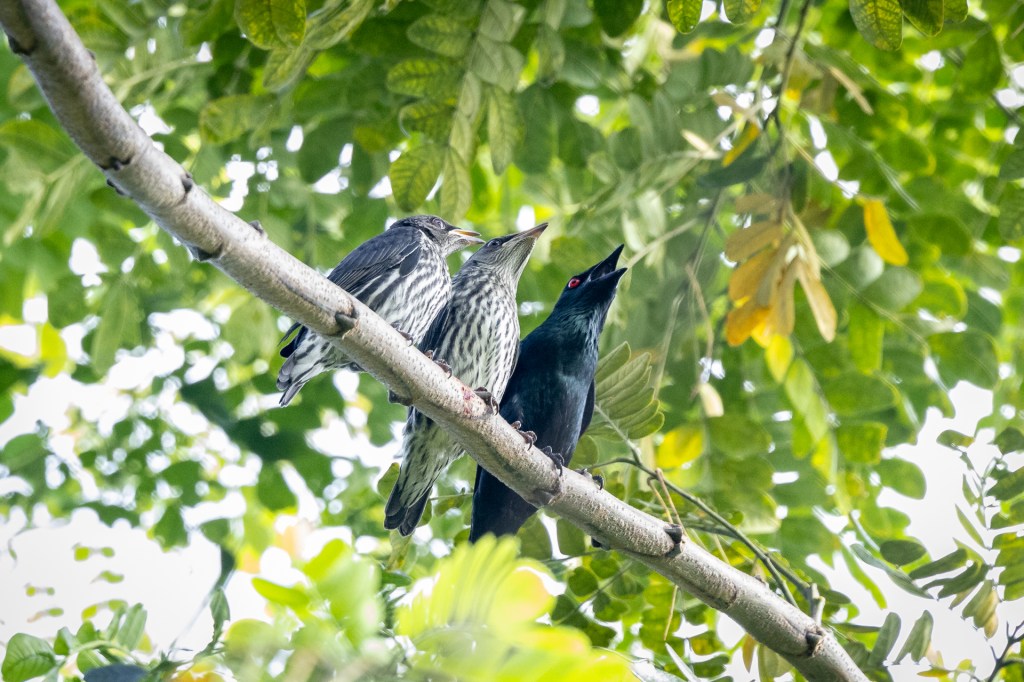 Asian Glossy Starling at Bukit Gombak Park, Singapore.