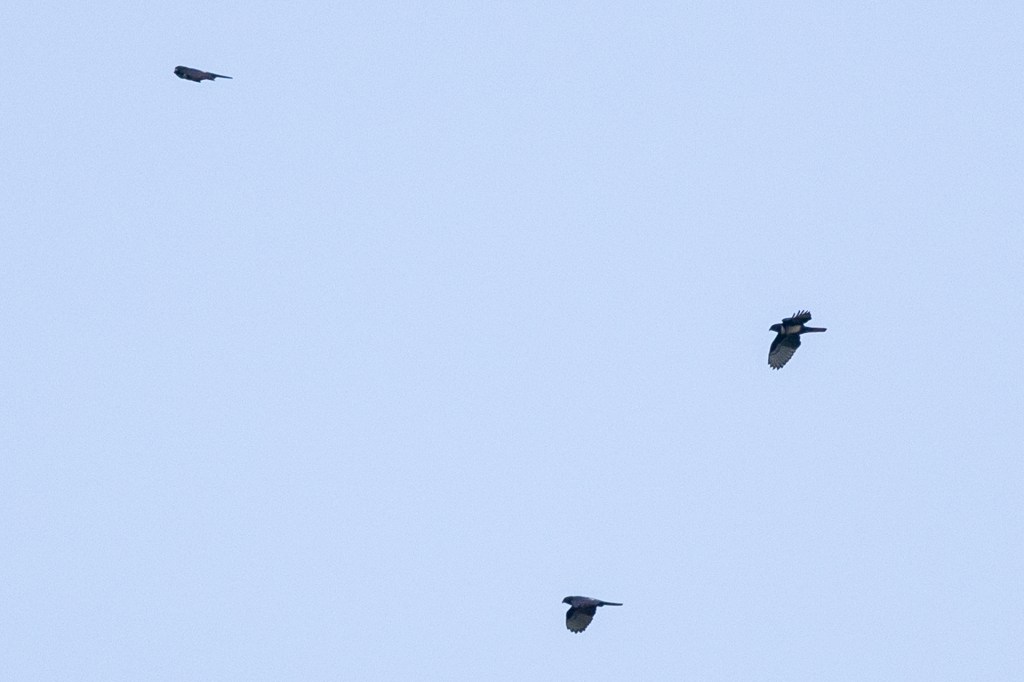 Black Baza at Bukit Gombak Park, Singapore.
