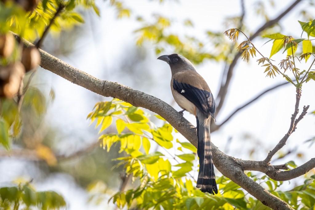 Grey Treepie @ Baguashan, Taiwan.