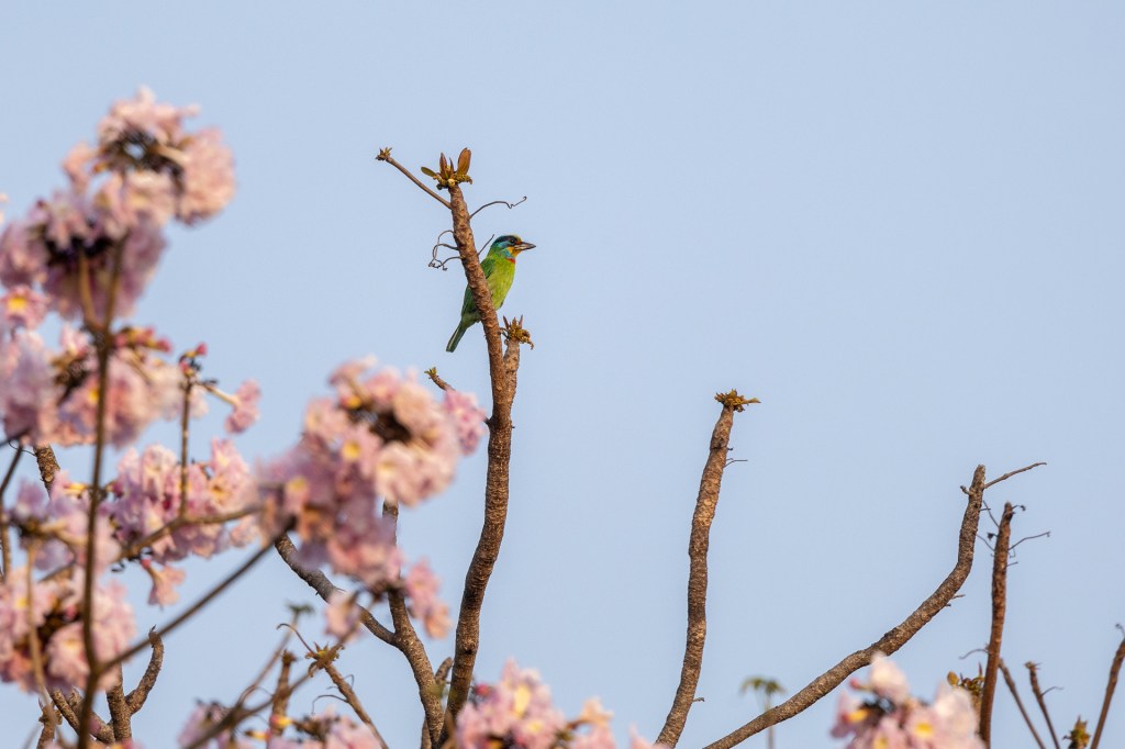 Taiwan Barbet @ Baguashan, Taiwan.