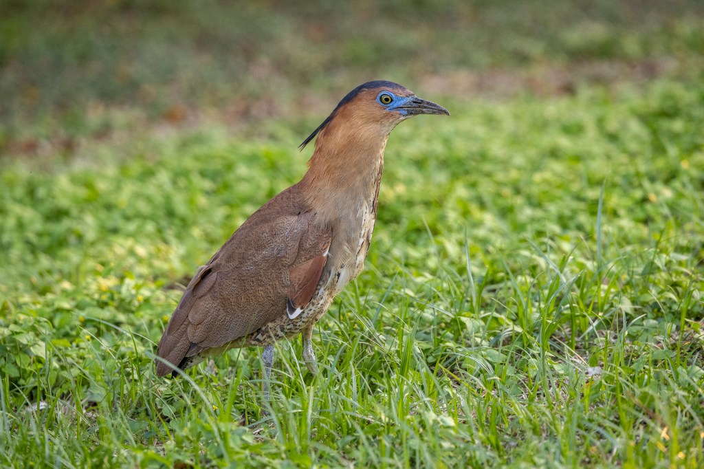 Malayan Night Heron @ Baguashan, Taiwan.