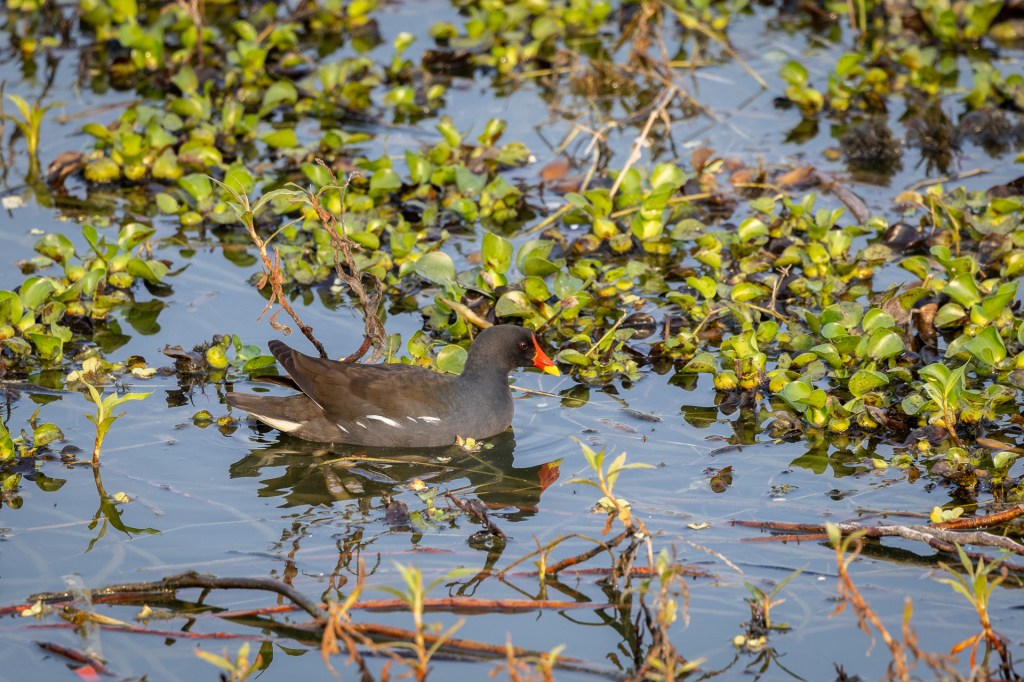 Common Moorhen @ Yongquan Park, Taichung
