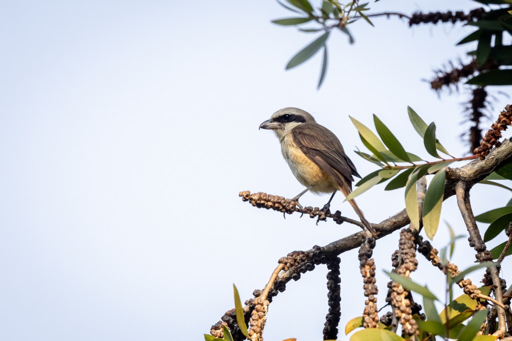 Brown Shrike @ Yongquan Park, Taichung