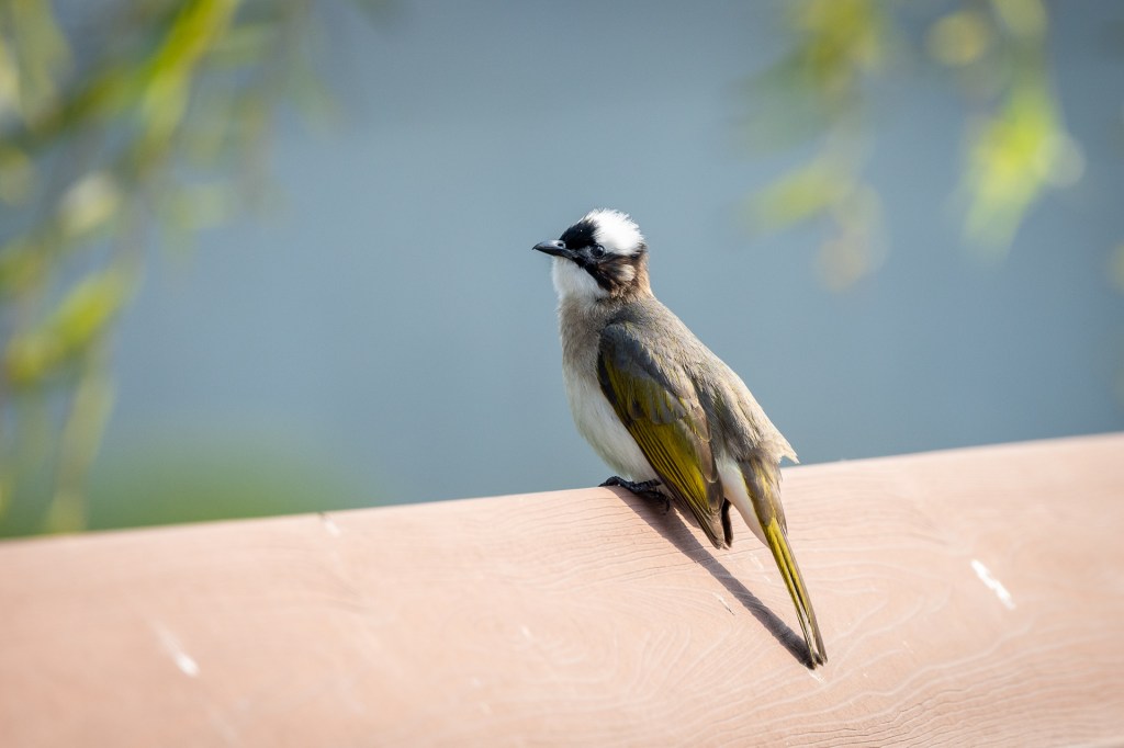 Light-vented Bulbul @ Yongquan Park, Taichung