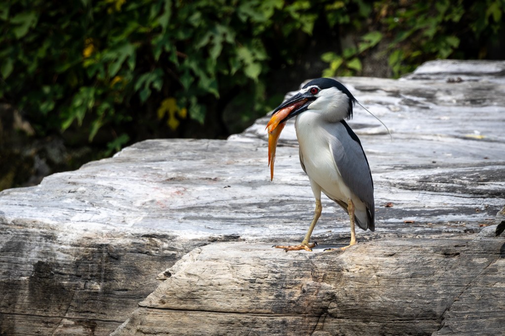 Black-crowned Night Heron @ Taichung Park, Taiwan