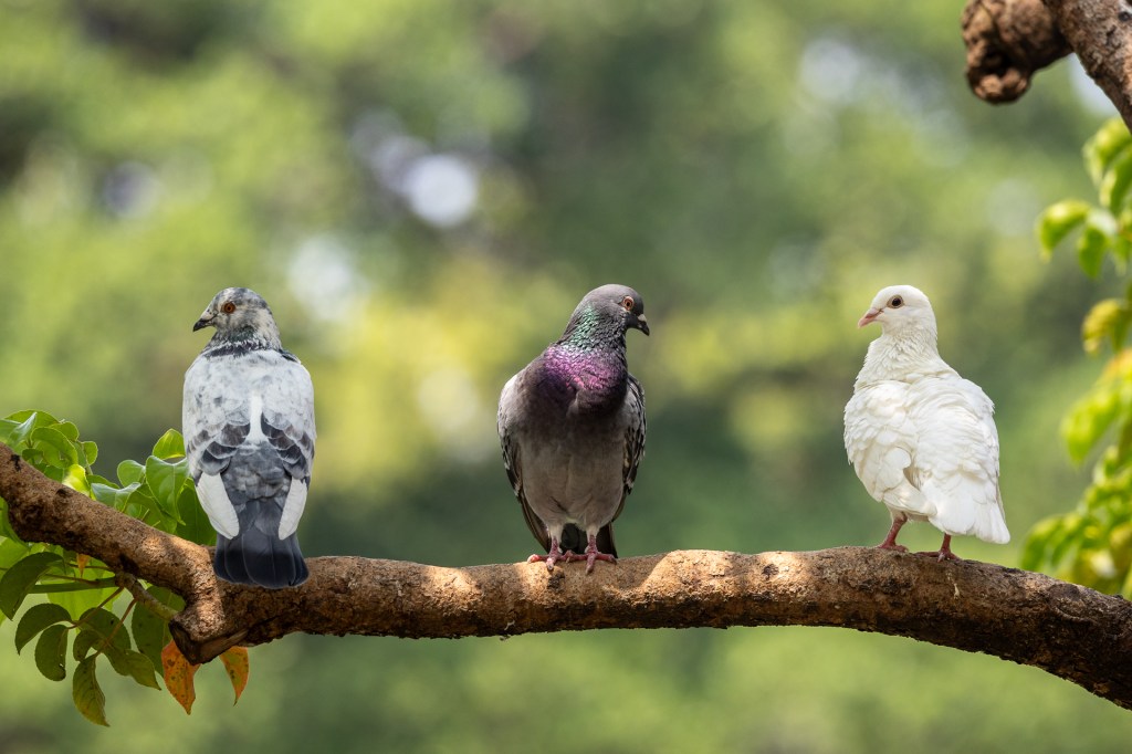 Rock Pigeon @ Taichung Park, Taiwan