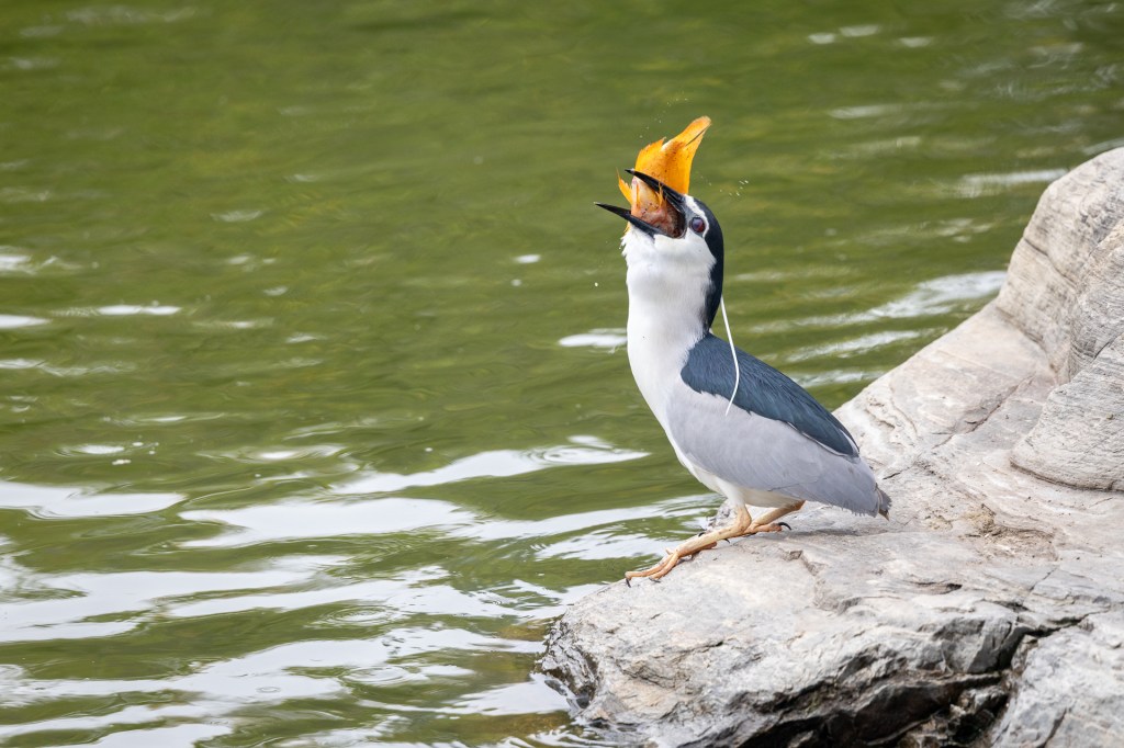 Black-crowned Night Heron @ Taichung Park, Taiwan