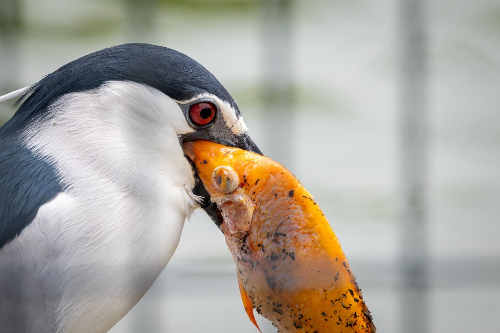 Black-crowned Night Heron @ Taichung Park, Taiwan