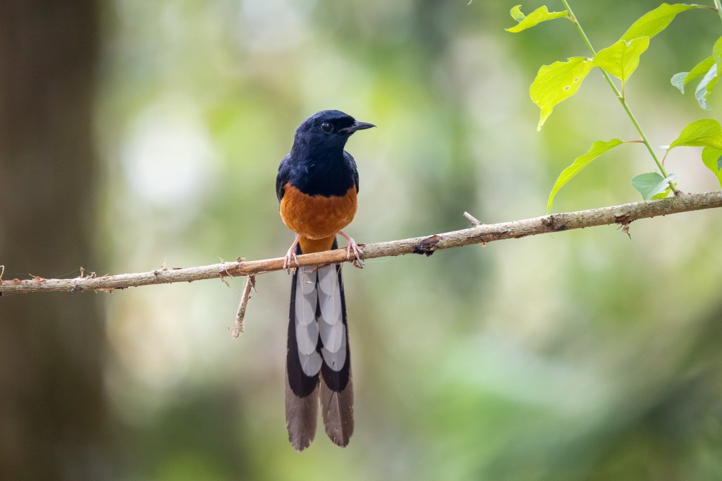 White-rumped Sharma at Sun Moon Lake.