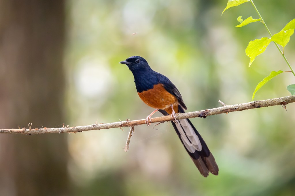 White-rumped Sharma at Sun Moon Lake.