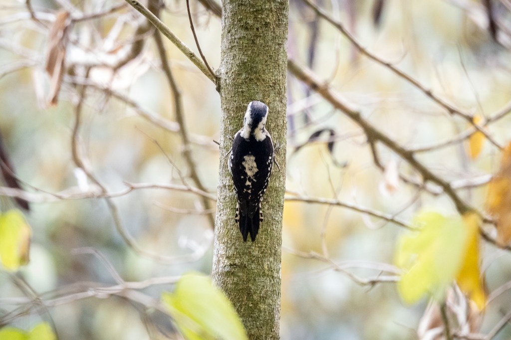 Gray-capped Pygmy Woodpecker at Sun Moon Lake.