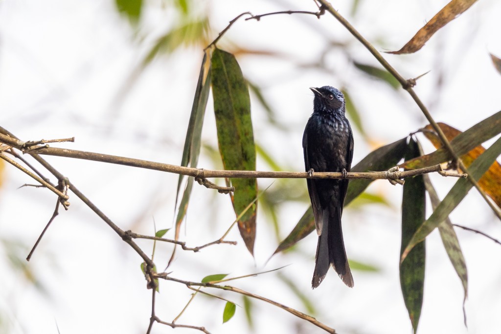 Bronzed Drongo at Sun Moon Lake.