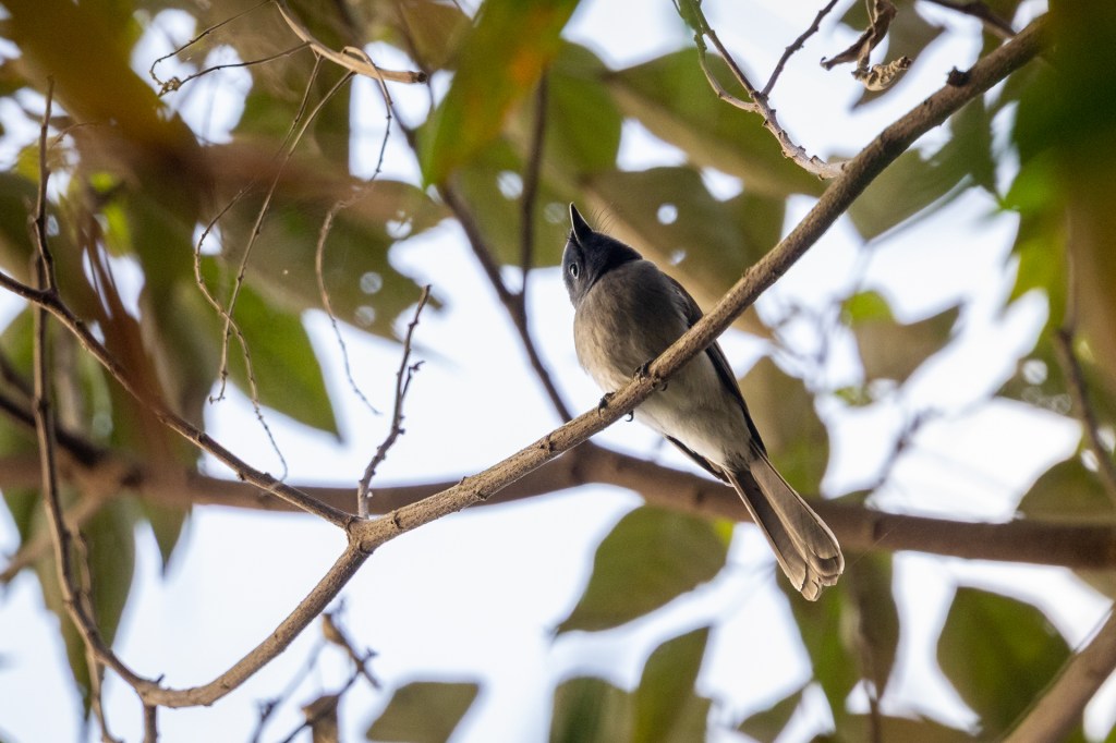 Black-naped Monarch at Sun Moon Lake.