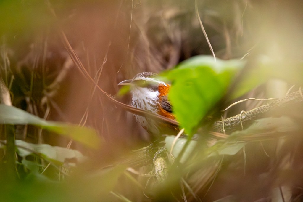 Taiwan Scimitar Babbler at Sun Moon Lake.