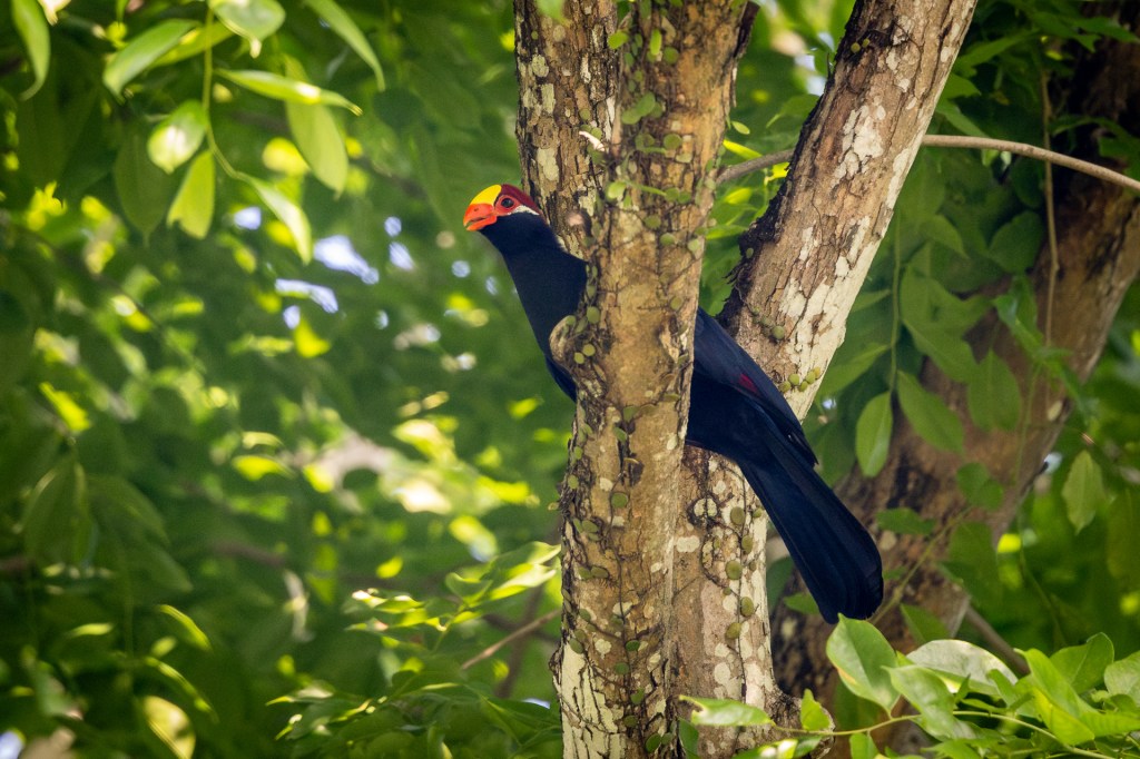 Violet Turaco @ Hampstead Wetlands Park