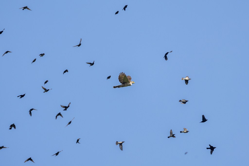 Crested Goshawk @ Hampstead Wetlands Park