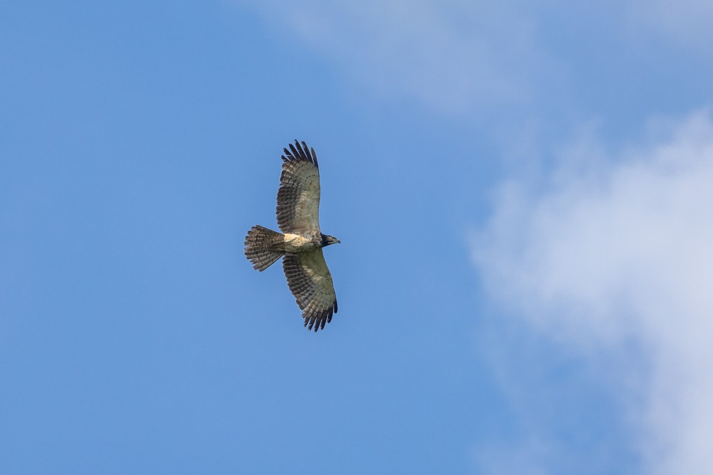 Crested Honey Buzzard @ Hampstead Wetlands Park