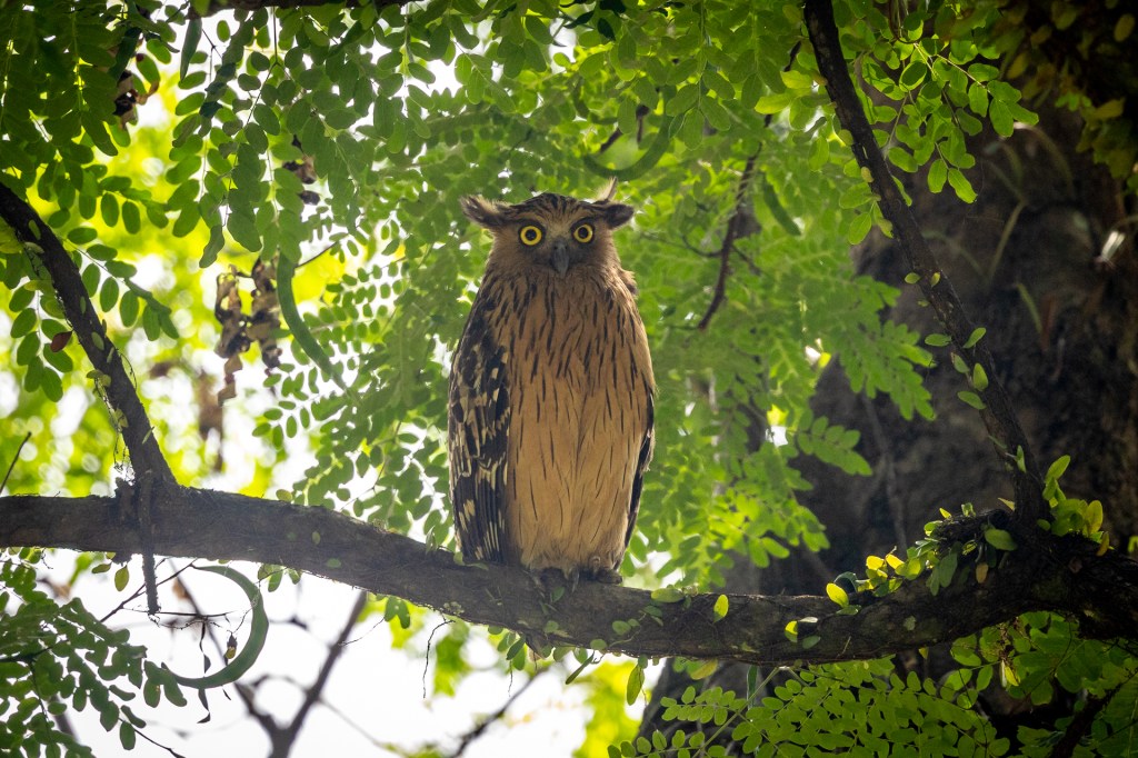 Buffy Fish Owl @ Hampstead Wetlands Park