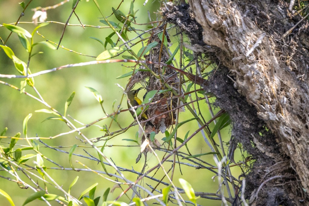 Ornate Sunbird @ Hampstead Wetlands Park