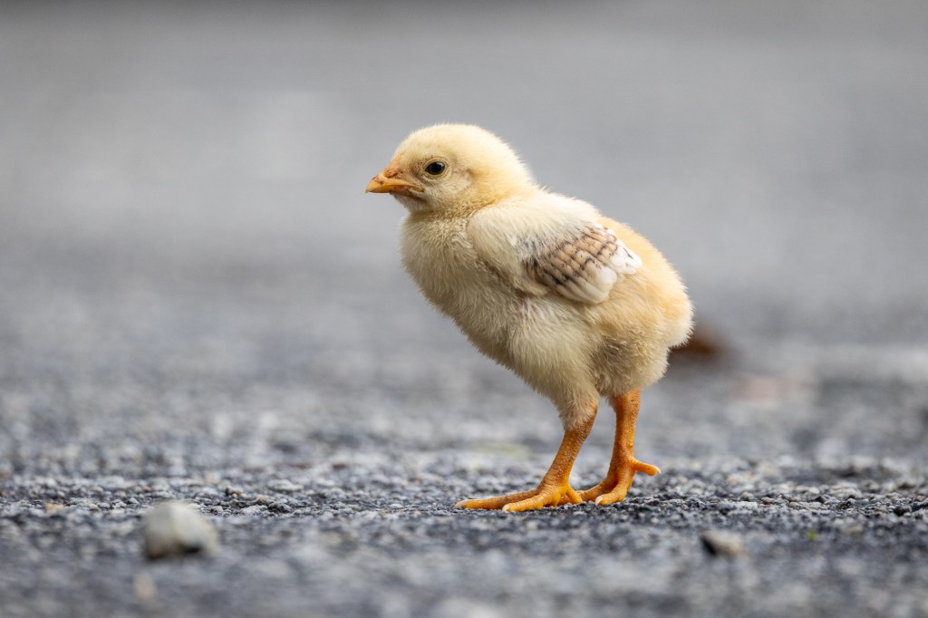 Red Junglefowl chick @ Kledang Saiong Forest Eco Park, Malaysia