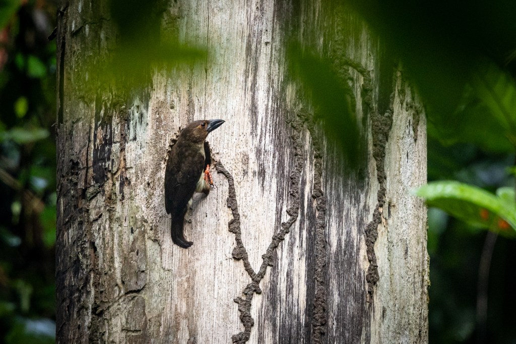 Sooty Barbet @ Kledang Saiong Forest Eco Park, Malaysia