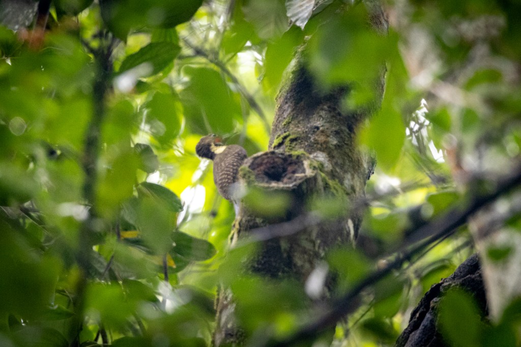 Buff-rumped Woodpecker @ Kledang Saiong Forest Eco Park, Malaysia