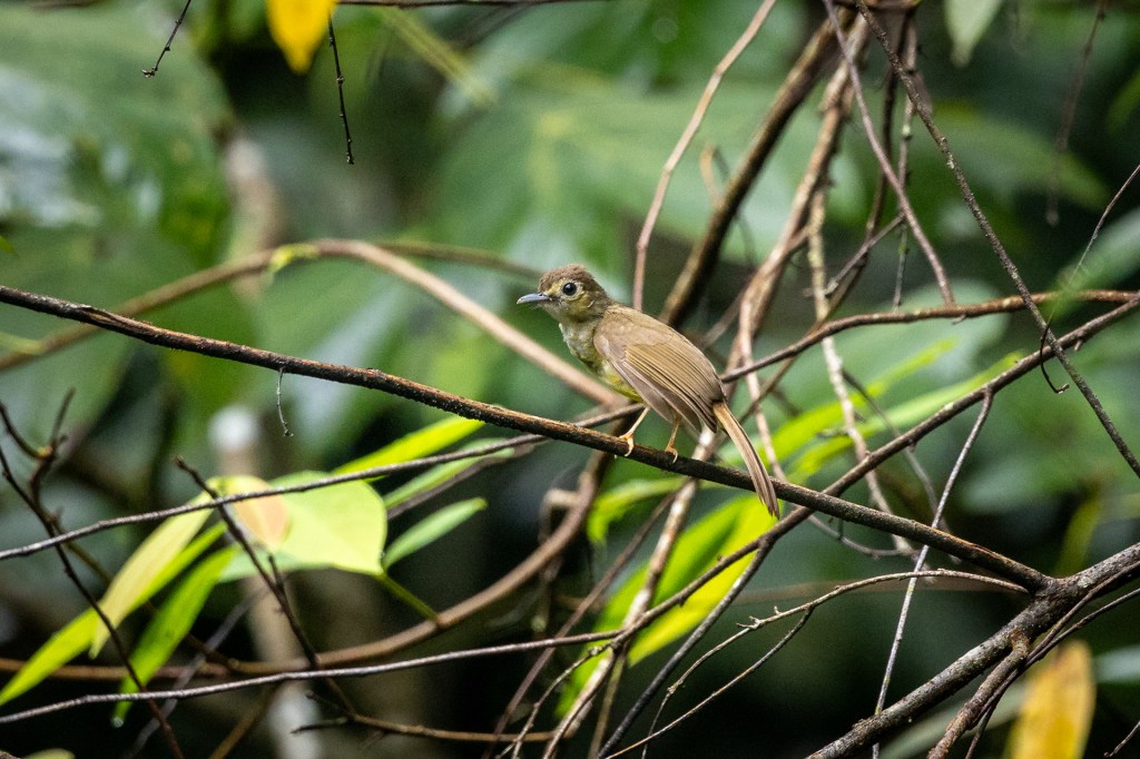 Hairy-backed Bulbul @ Kledang Saiong Forest Eco Park, Malaysia