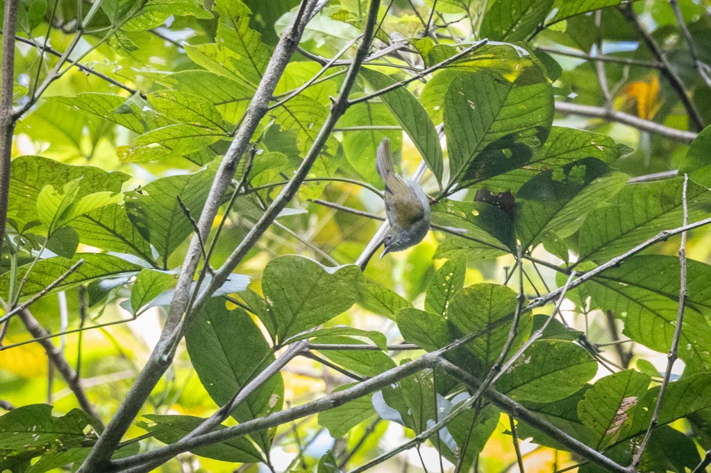 Plain Sunbird @ Kledang Saiong Forest Eco Park, Malaysia