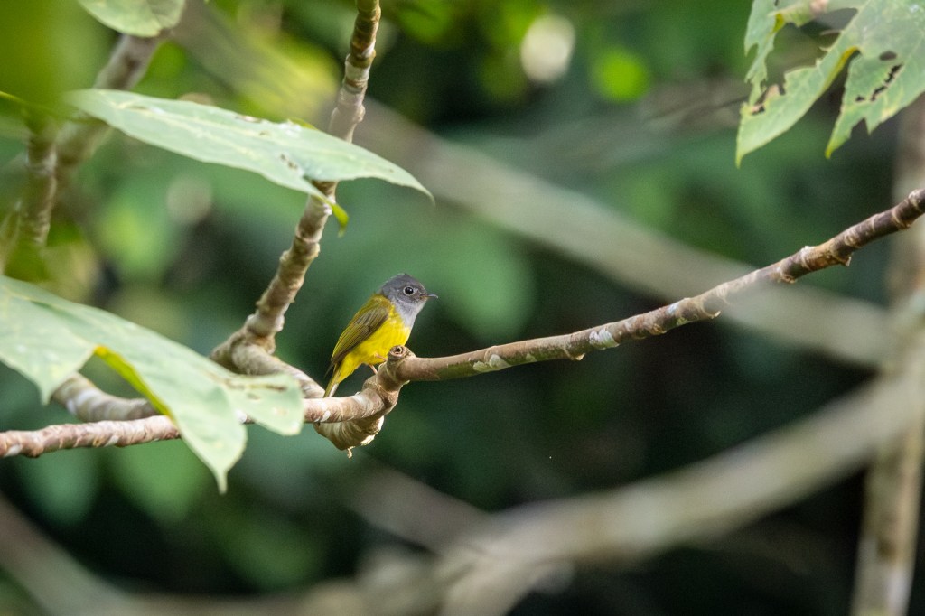 Gray-headed Canary Flycatcher @ Kledang Saiong Forest Eco Park, Malaysia