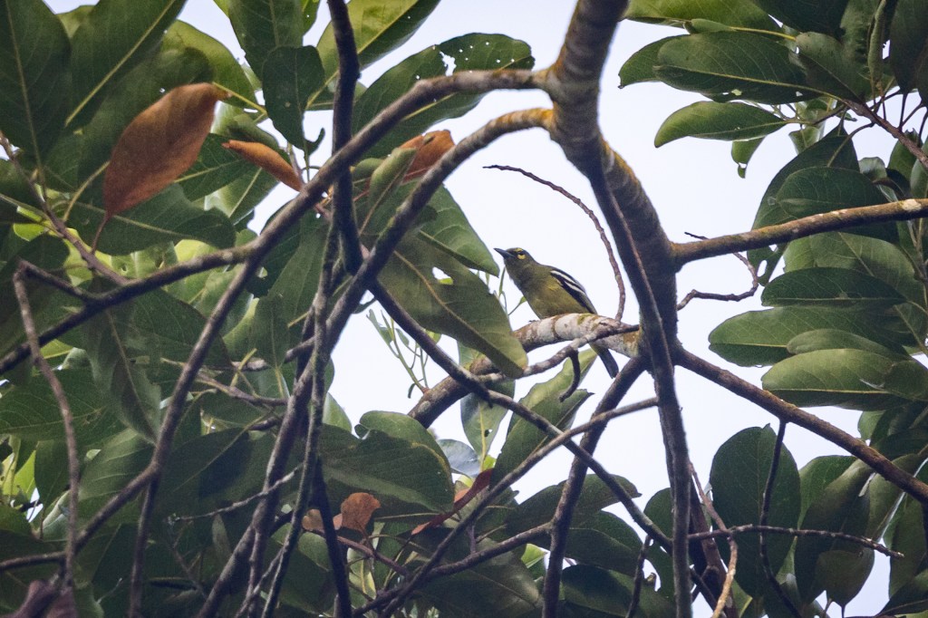 Green Iora @ Kledang Saiong Forest Eco Park, Malaysia