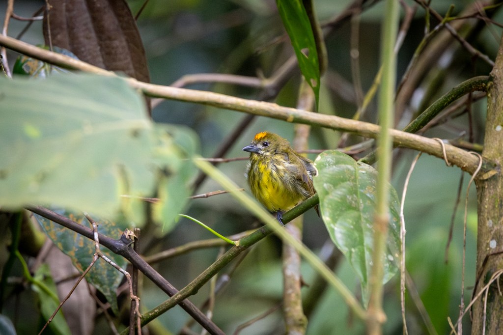 Yellow-breasted Flowerpecker @ Kledang Saiong Forest Eco Park, Malaysia