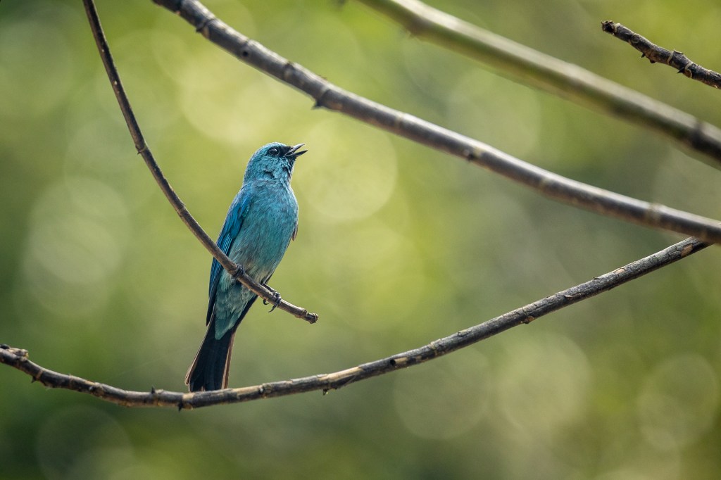 Verditer Flycatcher @ Kledang Saiong Forest Eco Park, Malaysia