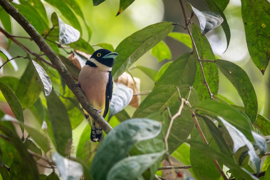Black-and-yellow Broadbill @ Kledang Saiong Forest Eco Park, Malaysia