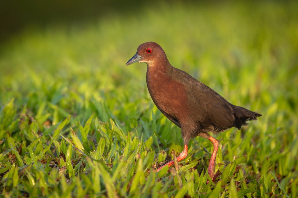 Ruddy-breasted Crake @ Jurong Lake Gardens, Singapore