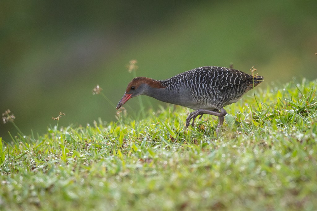 Slaty-breasted Rail @ Jurong Lake Gardens, Singapore