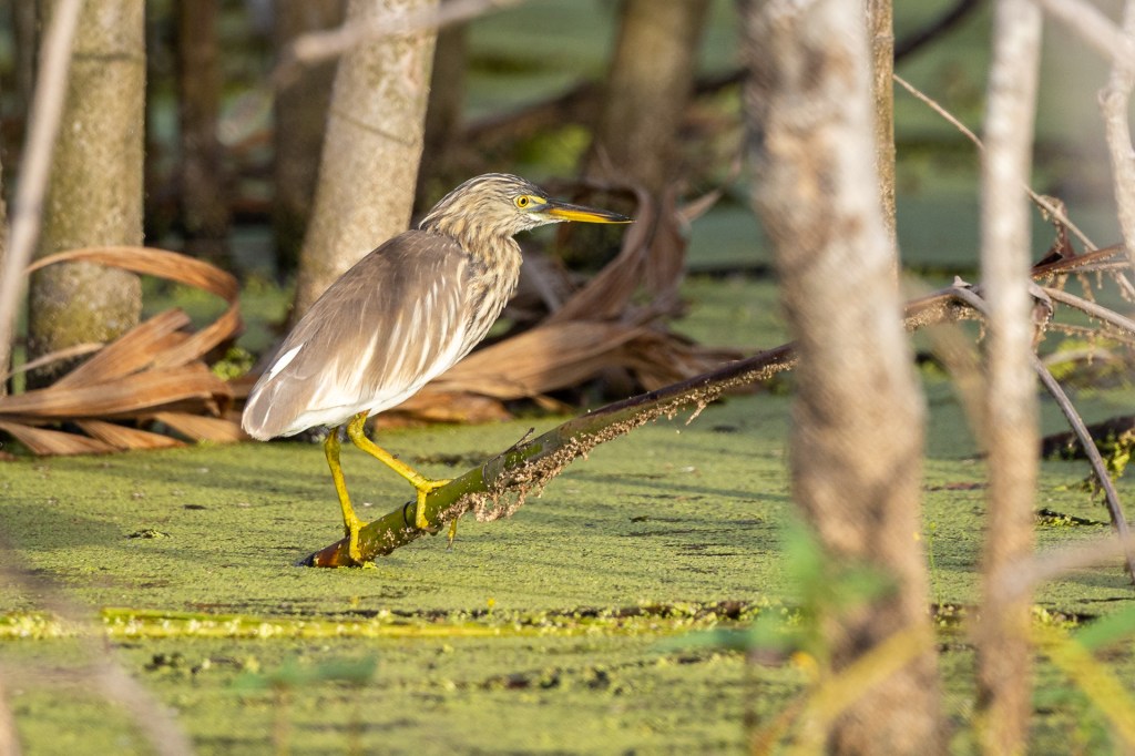 Pond Heron @ Marina Grove, Singapore