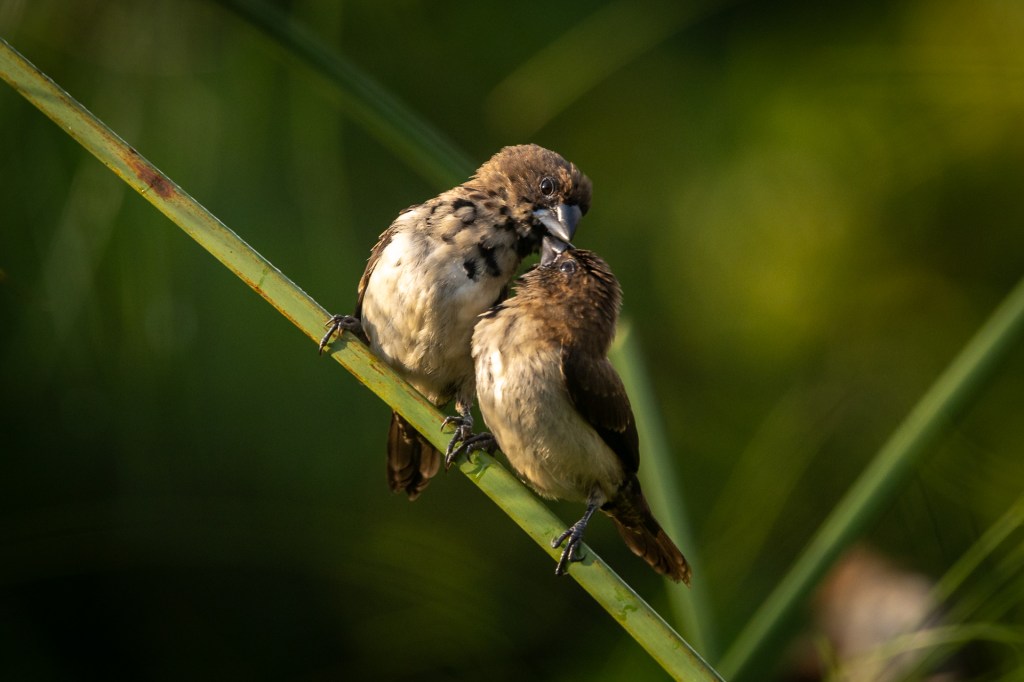 Javan Munia @ Jurong Lake Gardens, Singapore