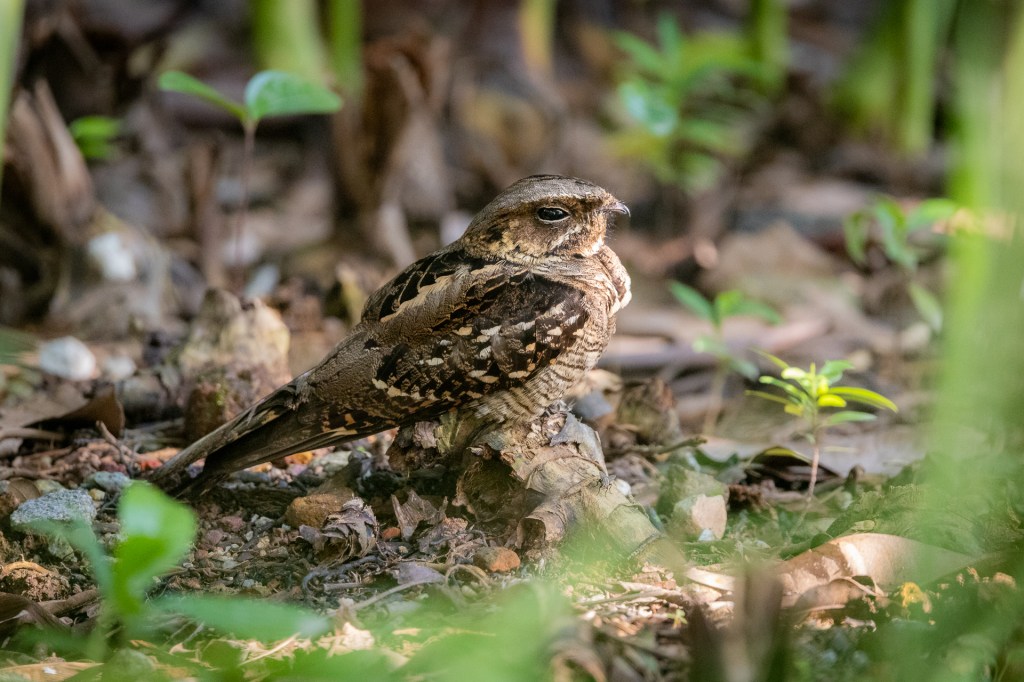 Large-tailed Nightjar @ Jurong Lake Gardens, Singapore