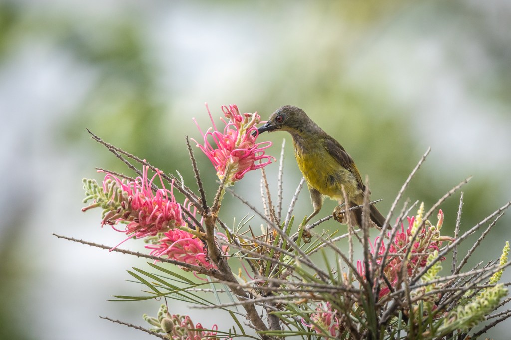 Brown-throated Sunbird @ Jurong Lake Gardens, Singapore
