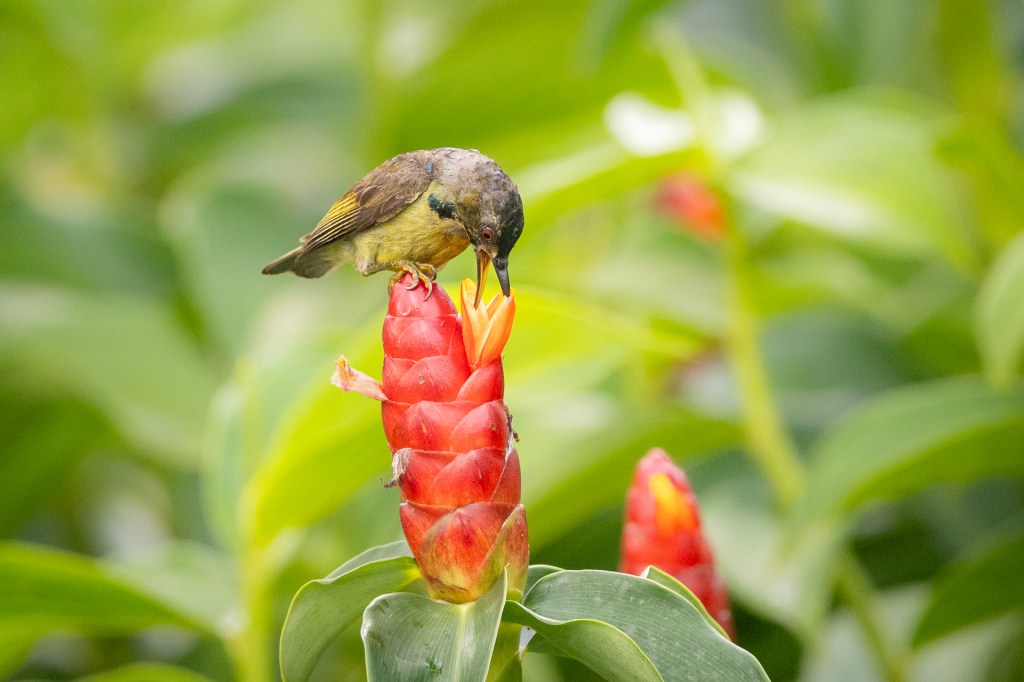 Brown-throated Sunbird @ Jurong Lake Gardens, Singapore