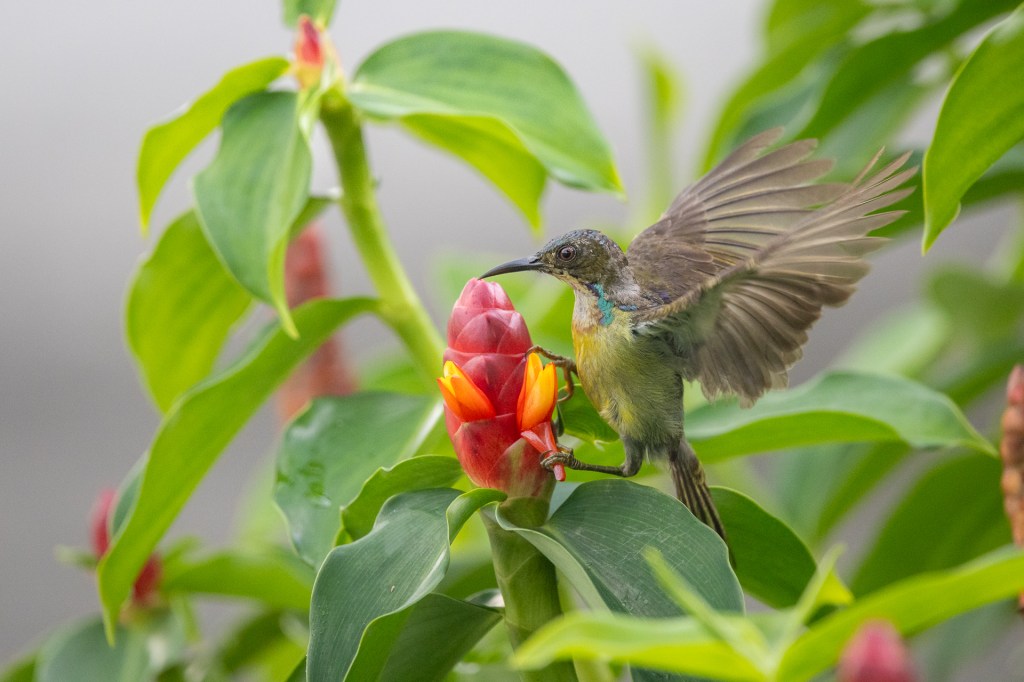 Brown-throated Sunbird @ Jurong Lake Gardens, Singapore