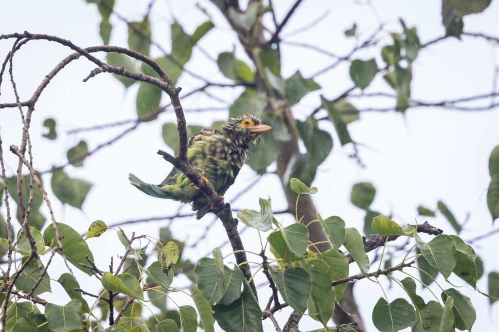 Lineated Barbet @ Jurong Lake Gardens, Singapore