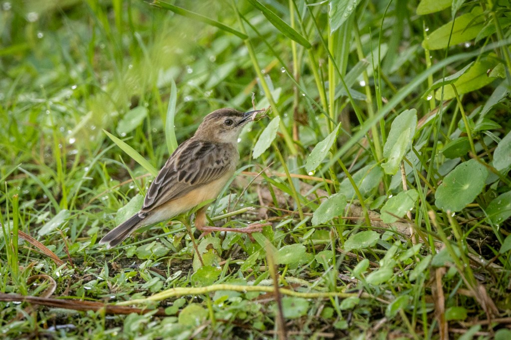 Zitting Cisticola @ Jurong Lake Gardens, Singapore.
